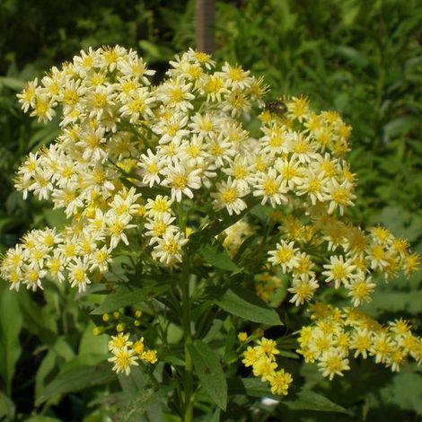 4 x Solidaster luteus 'Lemore' - godet 9x9 cm