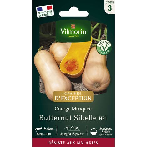 Vilmorin Courge Musquée Butternut Sibelle - Graines d'Exception (1/2)