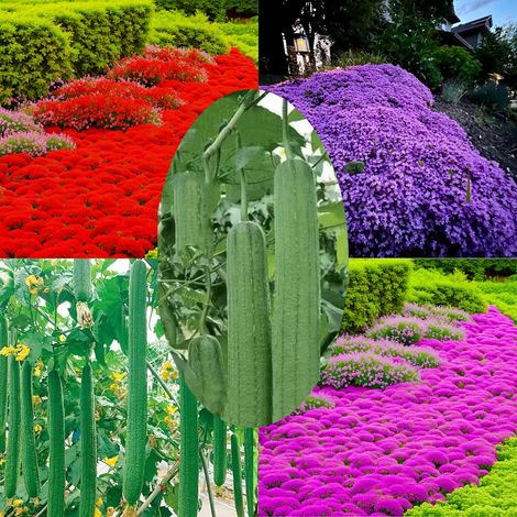 20.000 rosa Thymiansamen + 20.000 rote Thymiansamen + 20.000 violette Thymiansamen + 700 Luffasamen, zur Anpflanzung im Freien