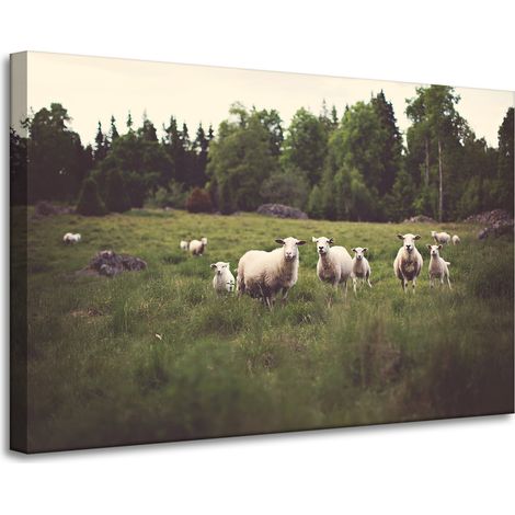 Leinwanddruck Natur Schafe auf der Weide 90x60 cm