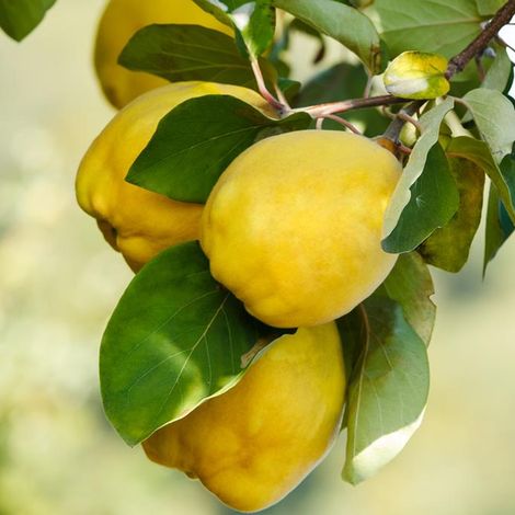 Kaki pianta da frutta innestata di 2/3 anni in vaso da 5 litri MADE IN ITALY Kaki - Select 1: Melo cotogno "Cydonia oblunga"
