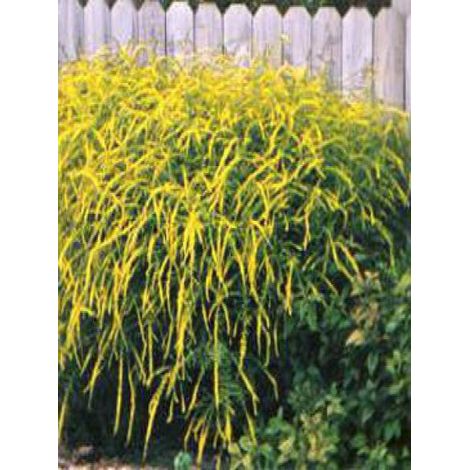 Verge d'or 'Fireworks' Pot de 2L/3L