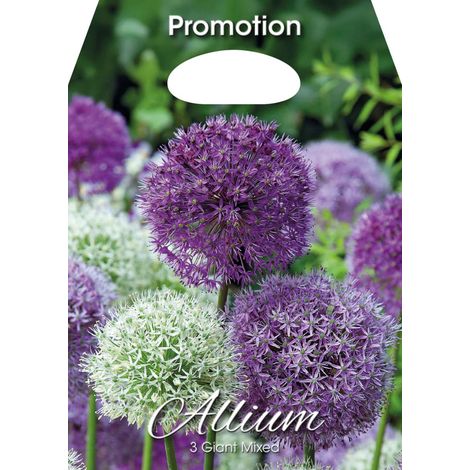 Bulbi di Allium Misto Gigante 3 Bulbi
