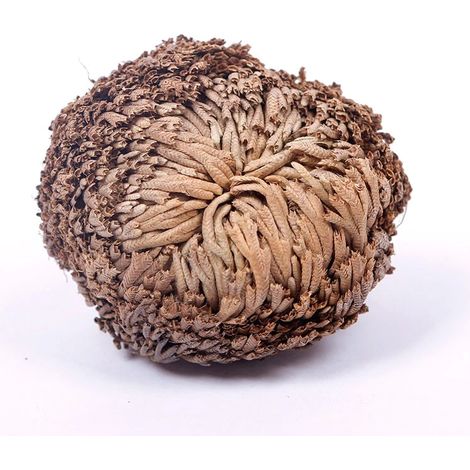 Rose von Jericho (1/5)