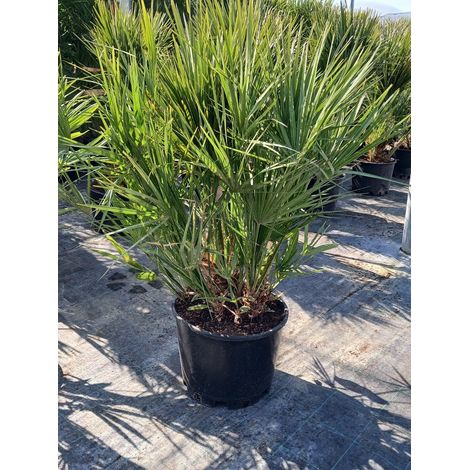 CHAMAEROPS HUMILIS VASO 40 Lt.25 (E.Q.)