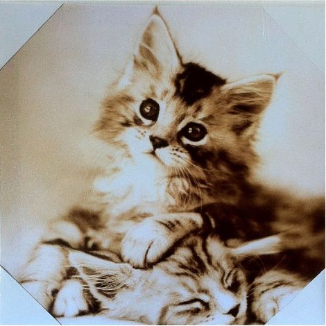 Cadre en toile chaton