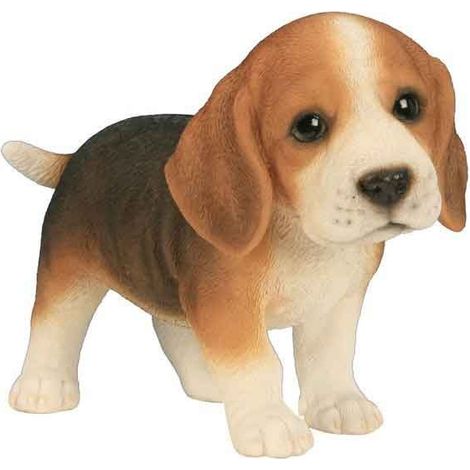 Beagle bébé
