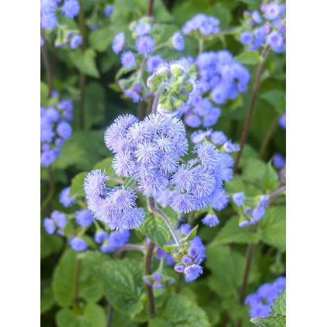 Agérate 'Bouquet Blue' le sachet de 510 graines (0,1g) (1/2)