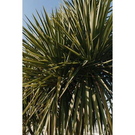 YUCCA FILAMENTOSA COLOR GUARD POT 24 (1/3)