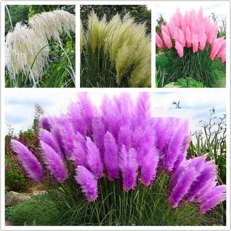 200 graines d'herbe de la pampa faciles à cultiver, pour la décoration intérieure, couleurs variées (1/2)
