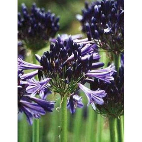 Agapanthe 'Black Pantha' Godet de 8/9 cm