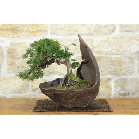 Bonsai di Ginepro Kishu in pietra di luna (132) (1/5)