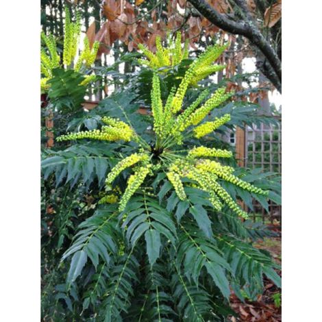Mahonia media 'Charity' Pot de 2L/3L (1/4)