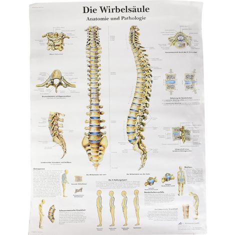 3B Scientific Grafico anatomico VR0152UU - La colonna vertebrale umana