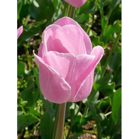 Tulipe triomphe 'Rosalie' Bulbe calibre 11+ (par 10) (1/2)