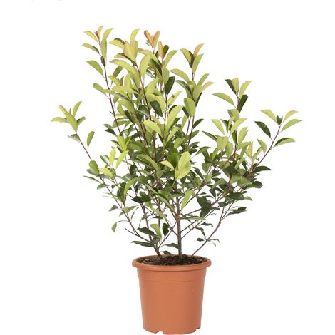 Photinia × Fraseri Red Robin - Piante Vere da Siepe - H 100-125 cm Vaso Ø 24 cm