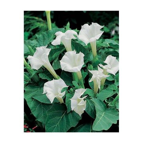 Datura belle blanche – 40 graines – Grandes fleurs blanches parfumées – Pour exposition ensoleillée – Hauteur 80 cm – Fabre Graines