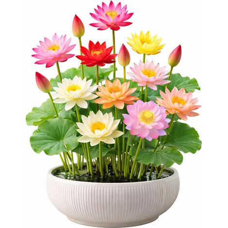 120 graines de lotus, graines de nénuphar multicolores, faciles à cultiver, plantes hydroponiques pour toutes les saisons, pour bassin et jardin. (1/5)