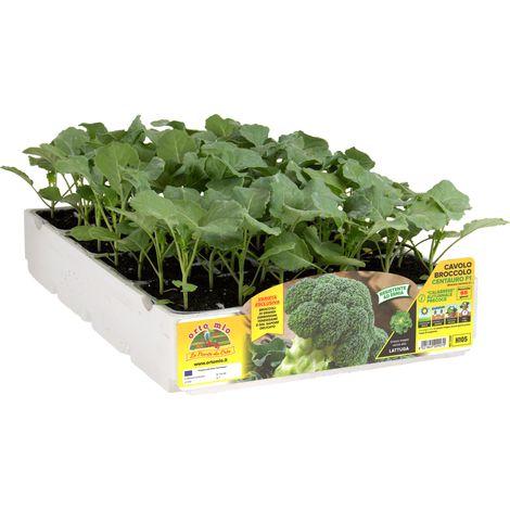 Cavolo broccolo calabrese autunnale centauro Orto mio