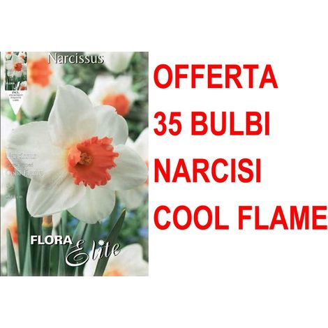 OFFERTA 35 BULBI NARCISO LARGE-CUPPED COOL FLAME BULBS BULBES