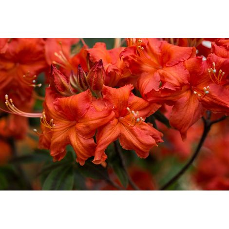 Sommergrüne Azalee 'Balzac' Rhododendron lut.'Balzac' C 5 40-  50