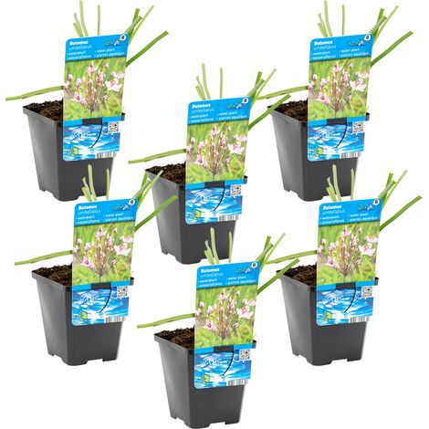 Bloomique - Lot de 6 - Butomus Umbellatus - Butome en ombelle - Plantes de bassin - Résistante au gel - Hauteur 10-20 cm - Pot 9 cm (1/4)