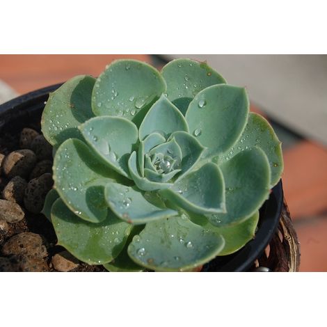Echeveria in Vaso 14 cm – Altezza 20 cm, Pianta Grassa Succulenta (1/2)