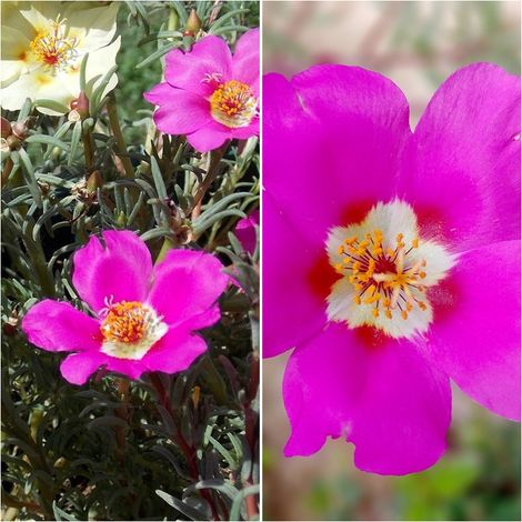 Semillas de Portulaca Grandiflora Variada. 10 Gramos