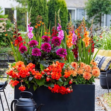 Glaïeuls, dahlias et bégonias - Collection de 25 bulbes en pot multicolores pour le jardin - 25 pièces (1/2)