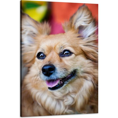 Leinwanddruck Chihuahua-Tiere 60x90 cm