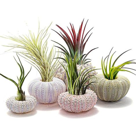 Sea Urchin Seashell Hanging Flower Pots for Succulent Plants Home Garden Decor (1/5)