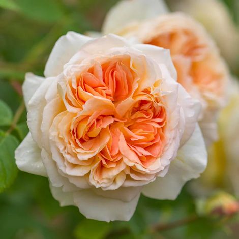 Gardenaria Rosa 'Bathsheba' - Rosa da giardino - Altezza: 40/50 cm (vaso20) (1/3)