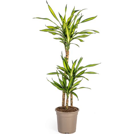 Dracaena Deremensis Rikki Plante d'Intérieur Verte Décorative Pot Ø21cm Hauteur 90-110cm - PANGIVO (1/5)