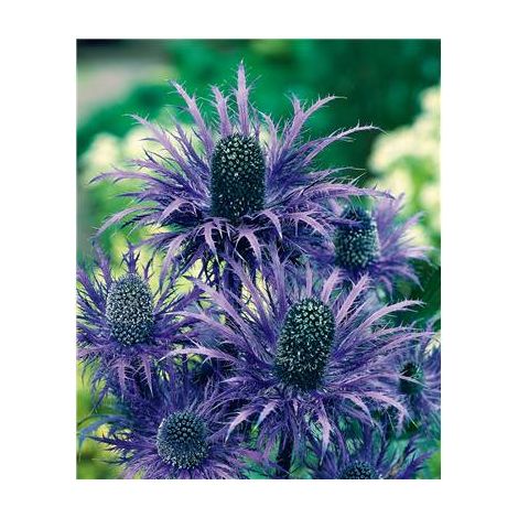 Chardon bleu vivace – Lot de 3 godets – Inflorescences métalliques – Pour bouquets de saison – Période de floraison estivale – Fabre Graines