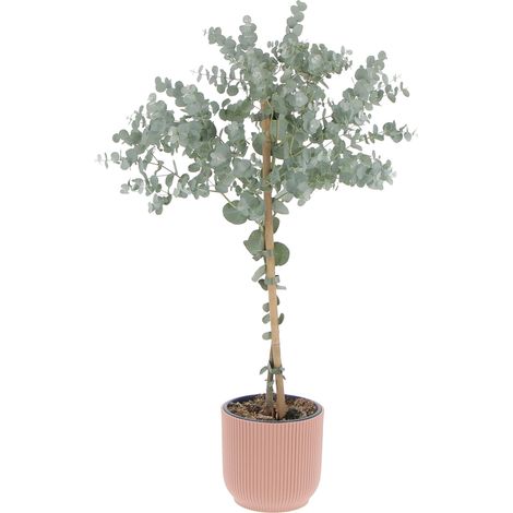 Eucalyptus Gunnii con Eco-Vaso Delicate Pink - Alberello di Eucalipto - H 70-80 Vaso Ø 15 cm