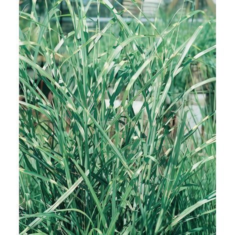 Gardenaria Miscanthus sinensis 'Zebrinus' - Graminacea ornamentale da esterno - Altezza: 120 cm (vaso 24) (1/4)