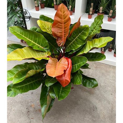 Gardenaria Philodendron 'Prince of orange' - Pianta da interno ornamentale - Altezza: 30 cm (vaso 14) (1/5)