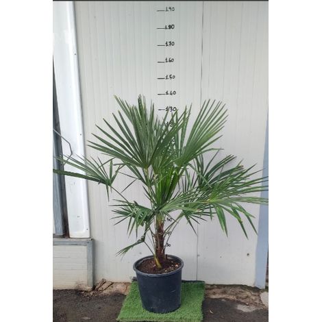 Phoenix canariensis, Palma datteri delle Canarie, h140 vaso 30, foto reali