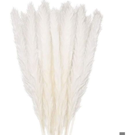 Bouquet de herbes de pampa séchées - OKZ - 30 tiges - Blanc - 58 cm - Décoration intérieure & mariage (1/4)