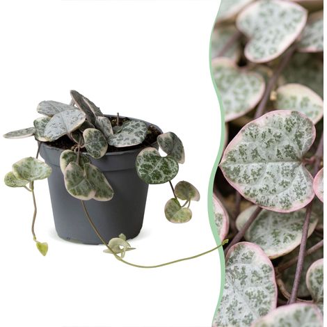 Plante Tombante Ceropegia Woodii Variegata Chaîne des Cœurs Gris Vert Beige Ø 6 cm H 5 cm (1/5)