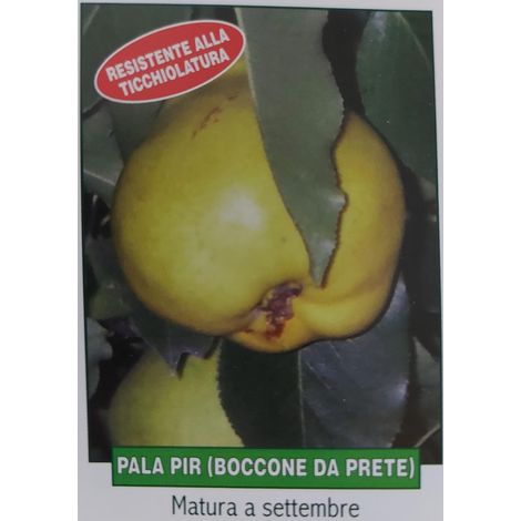 Pera Pala Pir - pianta di 3 anni