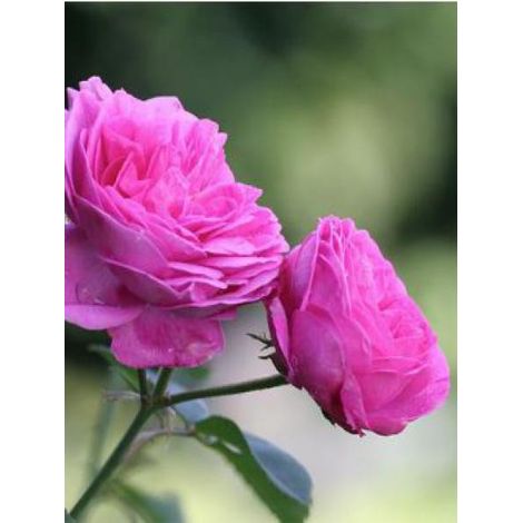 Rosier ancien Bourbon 'Louise Odier' Pot de 4L/5L (1/2)