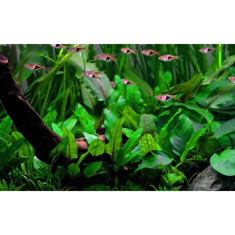 Aquarium Pflanze Cryptocoryne wendtii 'Green' Wasserpflanzen Topf Nr.309