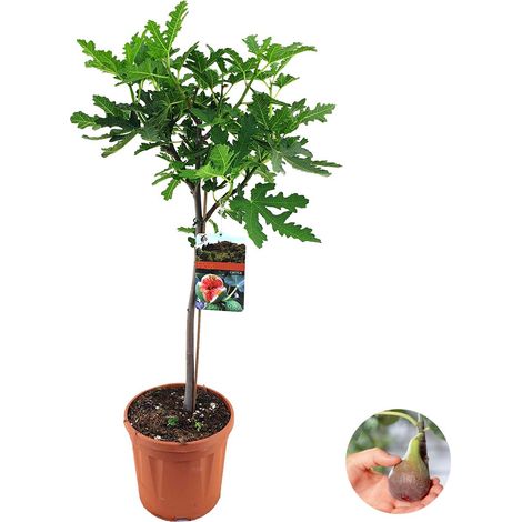 Ficus Carica ‘Brown Turkey’ – Figuier rustique 80-90 cm – Pot ⌀21 cm – Exposition soleil 5-6h/jour – Feuillage vert palmé