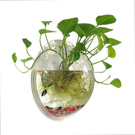 Aquarium mural suspendu en acrylique transparent d'un gallon (1/5)