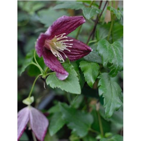 Clématite cireuse 'Lansdowne Gem' Pot de 2L/3L