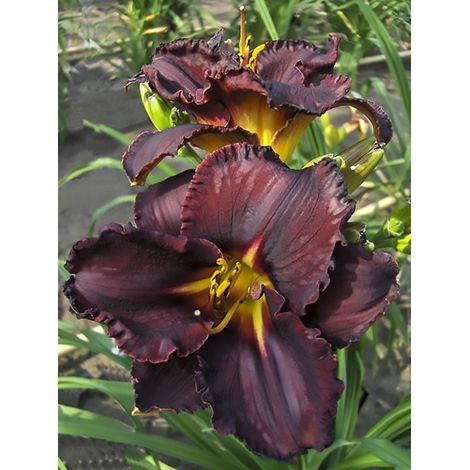 Lis d'un jour, Hémérocalle 'Black Stockings' Pot de 1L/1,5L (1/2)