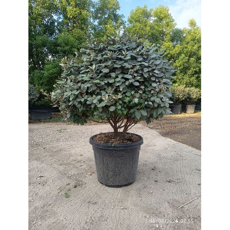ELEAGNUS EBBINGEI COMPACTA MULTITRONCO 60 Lt.70 (1/4)