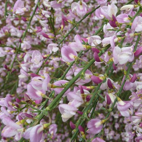 Genêt - Cytisus 'Moyclare Pink' - 40-60 cm pot (1/5)