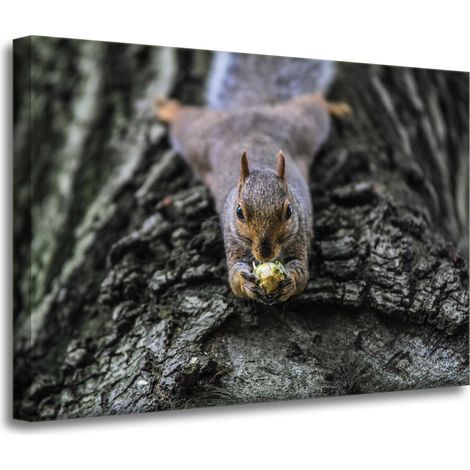 Leinwanddruck Tiere Eichhörnchen Baum 70x50